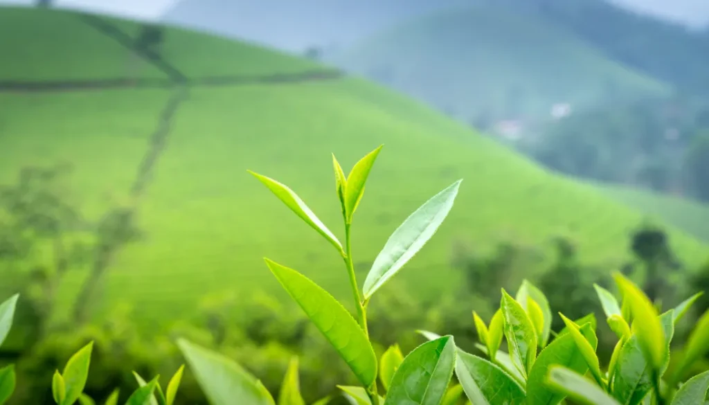 Munnar’s Tea Hills