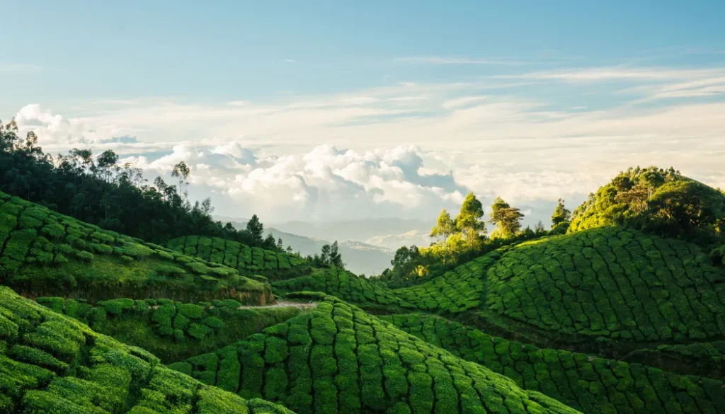Munnar’s Tea Hills