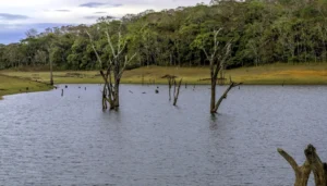 Premium Resort near Periyar Wildlife Sanctuary