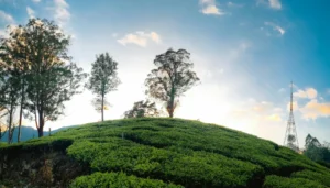 Stay Close to Nature at the Best Luxury Resort in Munnar