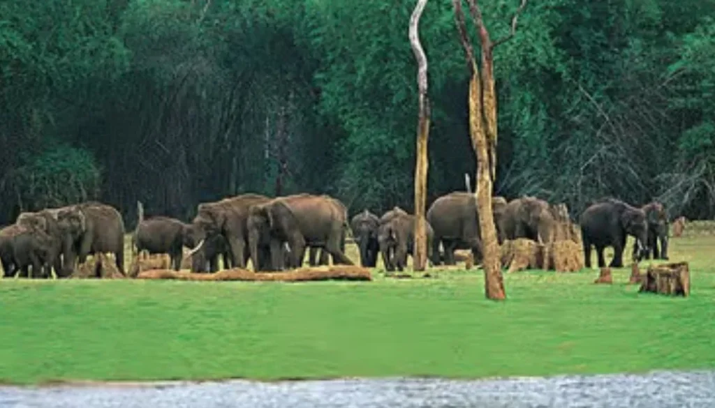 Wildlife Safaris and Nature Walks: Exploring Thekkady’s Natural Beauty