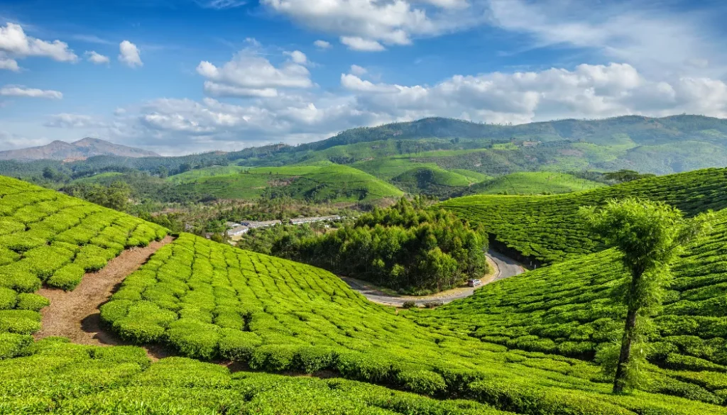 Best Resort Near Munnar’s Top Attractions