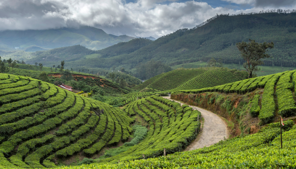 Munnar Resort with Mountain View