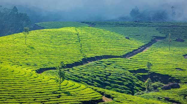 Which Part of Munnar Is Best to Stay In