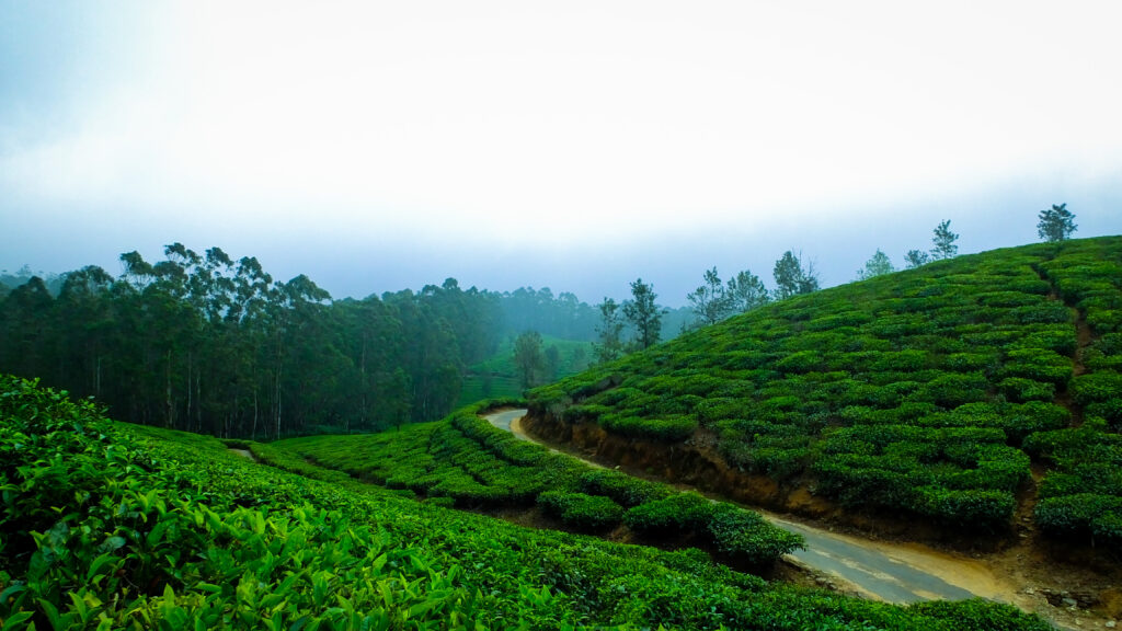 Best Time to Visit Thekkady and Where to Stay