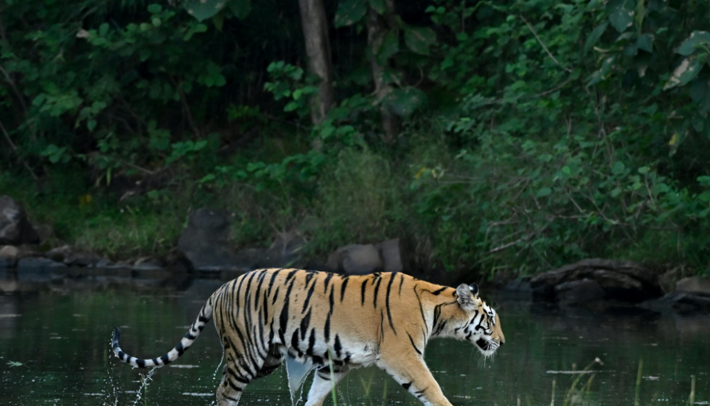 Periyar Tiger