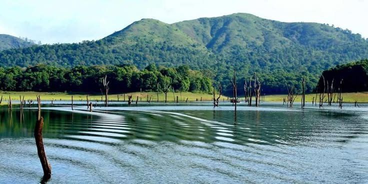Munnar and Thekkady Vacation: A Perfect Kerala Travel Itinerary